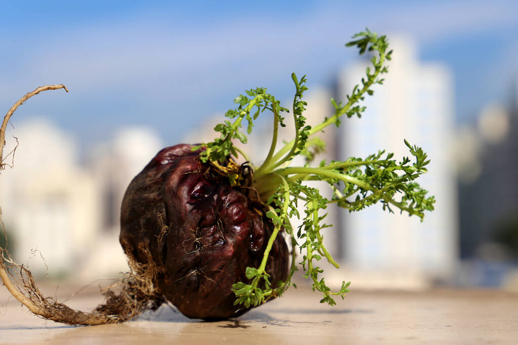 Scopri i benefici dell'integratore di Maca sulla salute sessuale